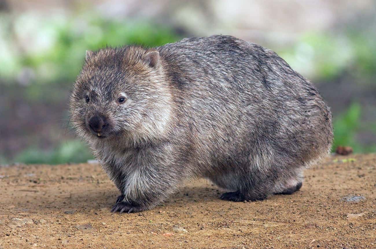 Wombats Use Their Square Poop To Mark Their Turf