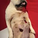 I Am Scared on Random Horrifying Pieces Of Taxidermy That Actually Exist