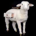 You Don't Have To Go To Ikea For Sheep Storage on Random Horrifying Pieces Of Taxidermy That Actually Exist