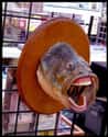 A Bootleg Big Mouth Billy Bass on Random Horrifying Pieces Of Taxidermy That Actually Exist