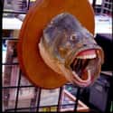 A Bootleg Big Mouth Billy Bass on Random Horrifying Pieces Of Taxidermy That Actually Exist