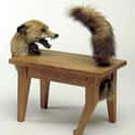 Have A Seat - Or Not on Random Horrifying Pieces Of Taxidermy That Actually Exist