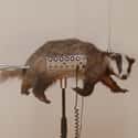 A Badgermin, As If Theremins Aren't Weird Enough on Random Horrifying Pieces Of Taxidermy That Actually Exist