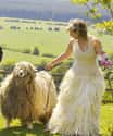 Woman In Sheep's Clothing on Random Absolute Weirdest Wedding Dresses