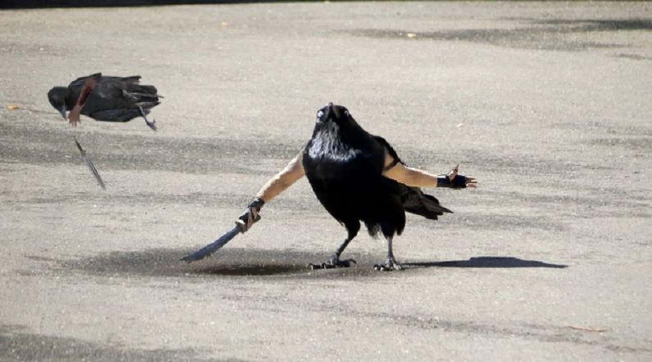 A Subreddit For People Who Want To Photoshop Arms Onto Birds