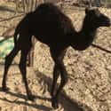 A Black Camel on Random Rare And Beautiful Animals That Aren't Their Normal Color