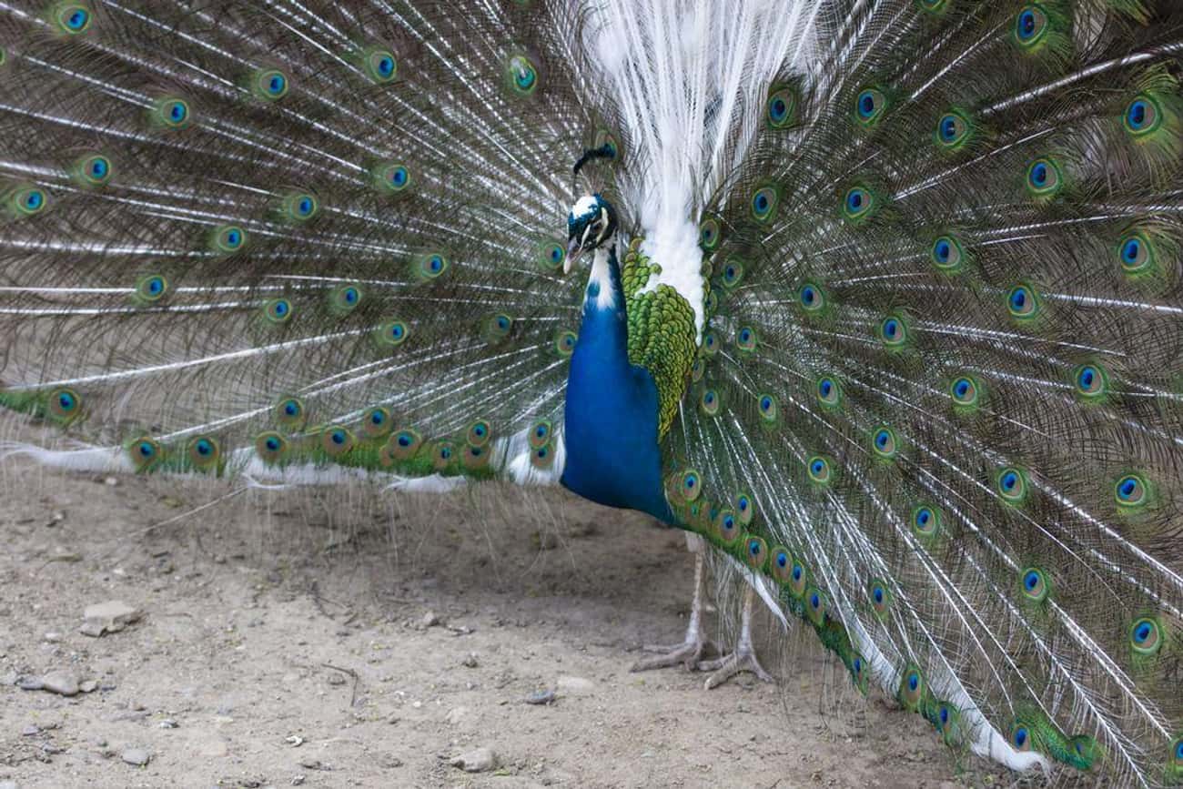 A Blue And White Peacock