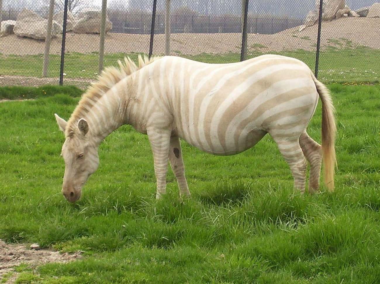 An Albino Zebra