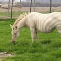 An Albino Zebra on Random Rare And Beautiful Animals That Aren't Their Normal Color