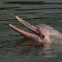 A Pink Dolphin on Random Rare And Beautiful Animals That Aren't Their Normal Color