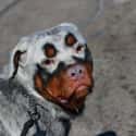 A Rottweiler With Vitiligo on Random Rare And Beautiful Animals That Aren't Their Normal Color