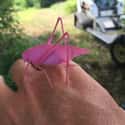A Pink Katydid on Random Rare And Beautiful Animals That Aren't Their Normal Color