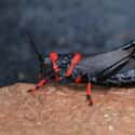 A Red And Black Grasshopper on Random Rare And Beautiful Animals That Aren't Their Normal Color