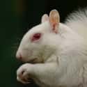 An Albino Squirrel on Random Rare And Beautiful Animals That Aren't Their Normal Color