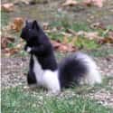 A Piebald Squirrel on Random Rare And Beautiful Animals That Aren't Their Normal Color