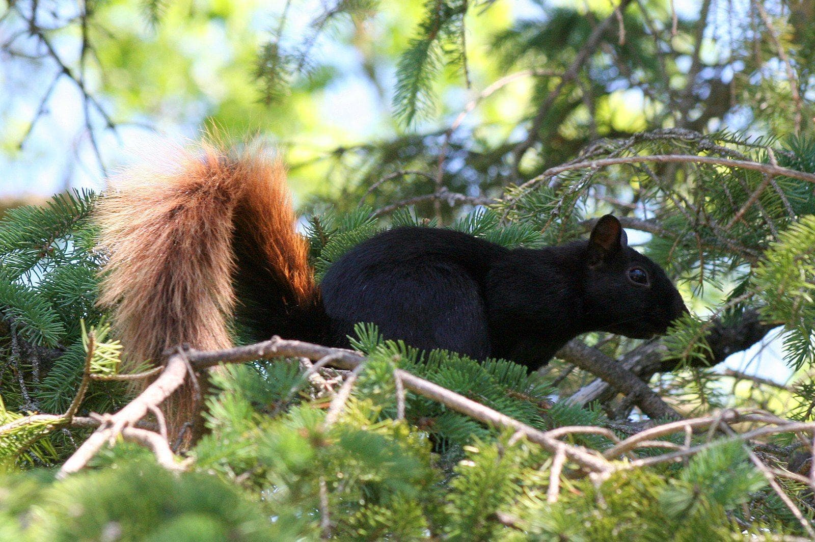 Brown tails