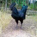 An All-Black Ayam Cemani Rooster on Random Rare And Beautiful Animals That Aren't Their Normal Color