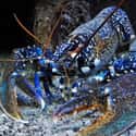 A Blue Lobster on Random Rare And Beautiful Animals That Aren't Their Normal Color