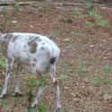 A Piebald Deer on Random Rare And Beautiful Animals That Aren't Their Normal Color