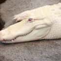 An Albino Crocodile on Random Rare And Beautiful Animals That Aren't Their Normal Color
