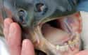 Pacu Fish on Random Oddly Terrifying Animal Mouths That Are Upsetting To Even Look At