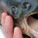 Pacu Fish on Random Oddly Terrifying Animal Mouths That Are Upsetting To Even Look At