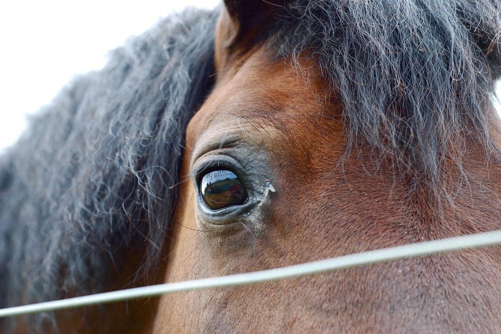 How Did People Make Glue Out Of Horses?