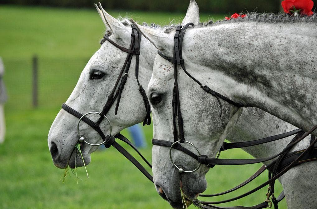 How Did People Make Glue Out Of Horses?