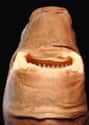 Cookiecutter Shark on Random Oddly Terrifying Animal Mouths That Are Upsetting To Even Look At