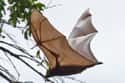 Their Wingspans Can Stretch Five Feet on Random Reasons Why Bats Are Actually Totally Badass