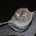 They Can Eat A Thousand Mosquitos In An Hour on Random Reasons Why Bats Are Actually Totally Badass