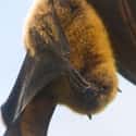 They Are Incredibly Clean on Random Reasons Why Bats Are Actually Totally Badass