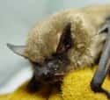 They'll Probably Outlive Your Pet on Random Reasons Why Bats Are Actually Totally Badass