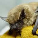 They'll Probably Outlive Your Pet on Random Reasons Why Bats Are Actually Totally Badass