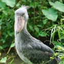 Shoebills Eat The Stuff Of Your Nightmares on Random Terrifying Facts About Shoebill