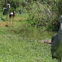 The Shoebill Is So Solitary That It Rarely Makes A Noise on Random Terrifying Facts About Shoebill