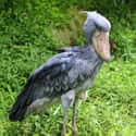 They Sh*t On Themselves To Keep Their Cool on Random Terrifying Facts About Shoebill