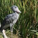 They Hide In Vegetation That’s Taller Than You on Random Terrifying Facts About Shoebill