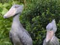 They Can Survive For More Than 35 Years on Random Terrifying Facts About Shoebill