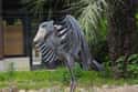 They Remained Undetected Until The 1850s on Random Terrifying Facts About Shoebill