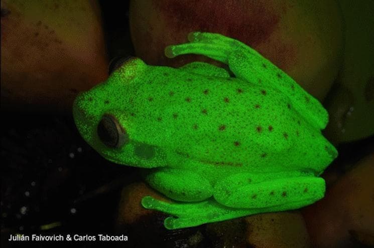 The First Ever Fluorescent Fro is listed (or ranked) 6 on the list The Greatest Scientific Breakthroughs Of 2017