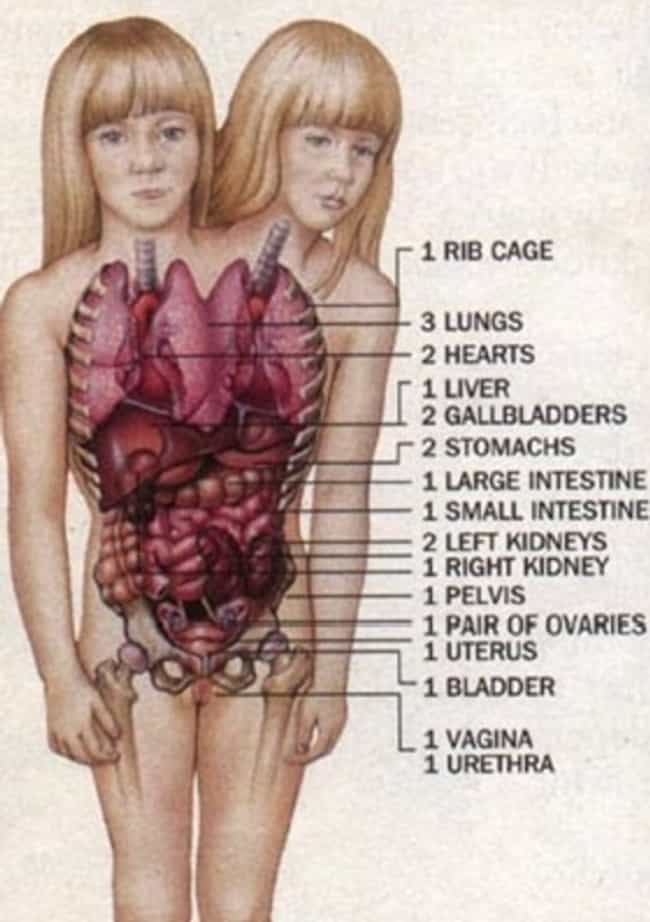 we-know-exactly-how-many-organs-they-have-photo-u1