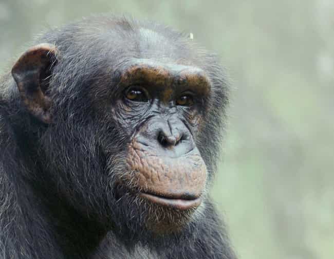 pet chimpanzee face eat