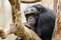 Timmy The Chimpanzee Attacked A Police Officer on Random People Who Owned Chimps As Pets And Paid Price
