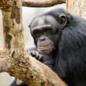 Timmy The Chimpanzee Attacked A Police Officer on Random People Who Owned Chimps As Pets And Paid Price