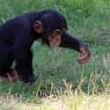 In Montana, Connor The Chimp Bit A Woman on Random People Who Owned Chimps As Pets And Paid Price