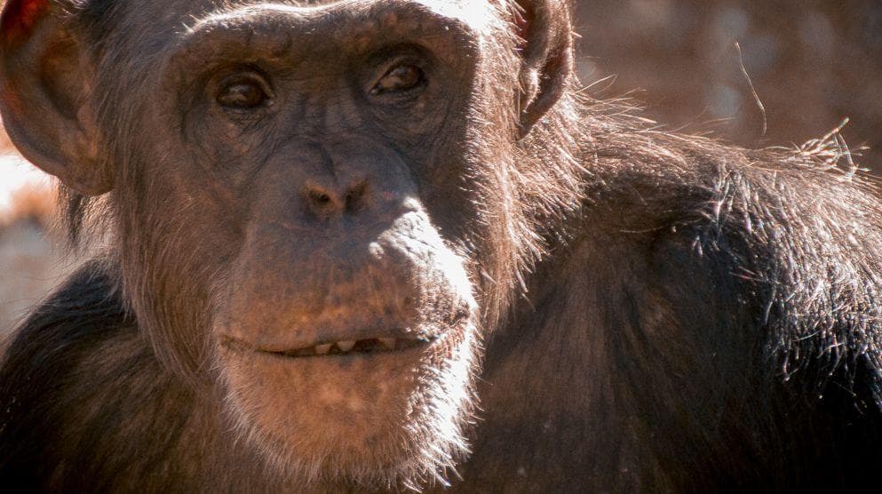 Horrifying Stories of Pet Chimpanzees Attacking Their Owners (Page 2)