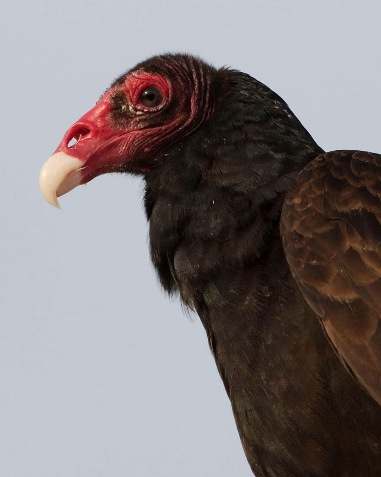 Turkey Vultures Vomit On Enemies To Escape