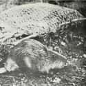 Beaver Tail, Some Delicious "Gamey-Tasting Fat" on Random Disgusting Foods People Really Ate In 18th Century America