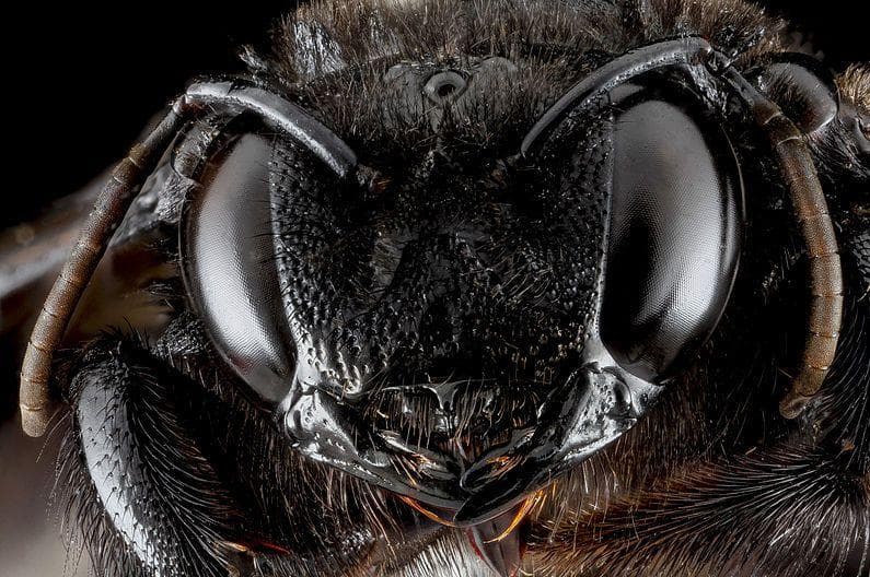 24 Disturbing Close-Up Pictures Of Insect Faces